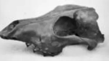 Skull Of Kuri Native Dog Found At R Items National Library Of New Zealand National Library Of New Zealand