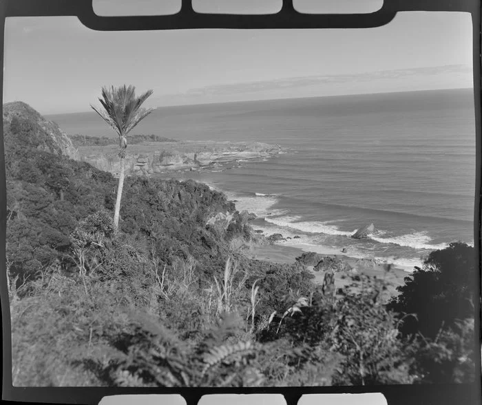 Nikau palms, bush and coast, Punakaik... | Items | National Library of ...