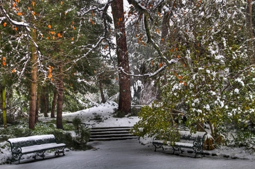 Image: 25th Jul 2011 - Snow - Botanic Gardens #7