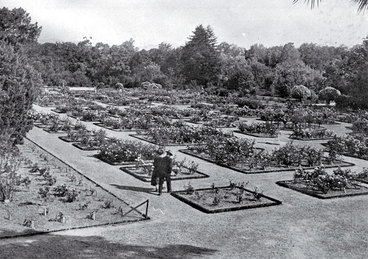 Image: The rose garden, Botanic Gardens, Christchurch (formerly the Christchurch Domain)