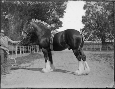 Image: Close-up view of a Clydesdale draught horse with decorations attached to its mane, with a man [Thompson] holding the bridle, farm setting, Hawke's Bay District