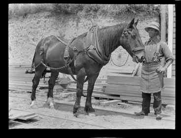 Image: Portrait of an unidentified man and a Clydesdale horse with harness on rail lines at the Kakahi Sawmill, Kakahi District, Manawatu-Whanganui Region