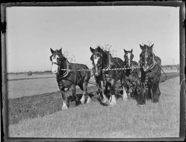 Image: View of four Clydesdale draught horses with decorated bridles and harness ploughing a field at an unknown [A & P Field Day Show] of unknown location
