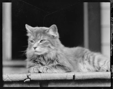 Image: Woolley family's persian cat