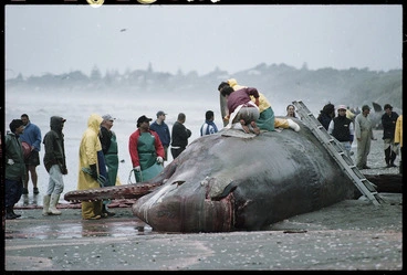 Image: Maori recovering jawbones from a dead whale - Photograph taken by Phil Reid