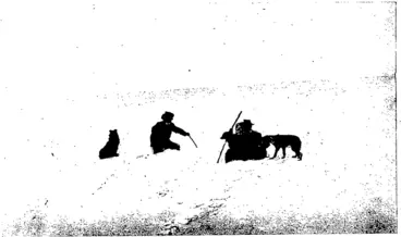 Image: LOOKING FOR THE LOST SHEEP. (Otago Witness, 26 August 1908)