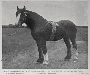 Image: Mr Alexander's Clydesdale stallion Knight of the Thistle
