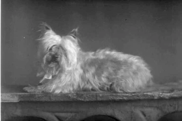 Image: Portrait of a dog - a long haired terrier - taken for Mrs Porter....