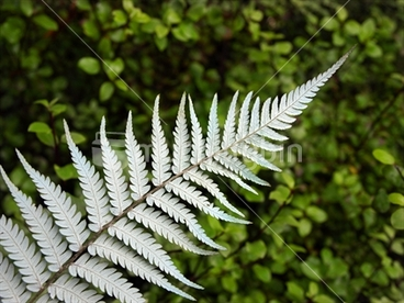 Image: Silver fern