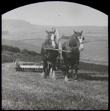 Image: Clydesdales harvesting. Elderslie Estate