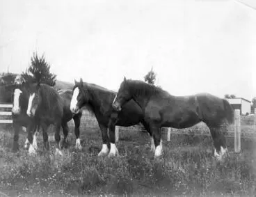 Image: Clydesdale Mares