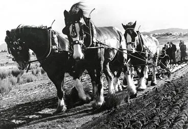 Image: Clydesdale Ploughing Team at Work