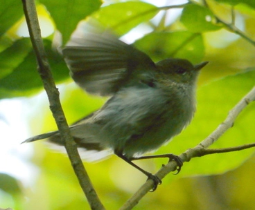 Image: Grey Warbler (Gerygone igata)