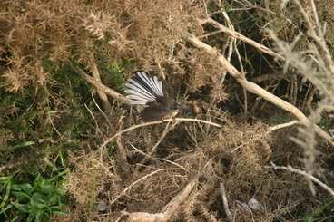 Image: North Island Fantail