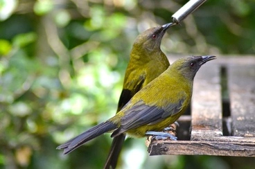 Image: New Zealand Bellbird
