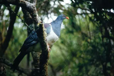 Image: Chatham Island Pigeon