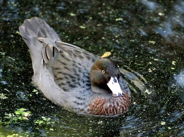 Image: Blue Duck (Whio),