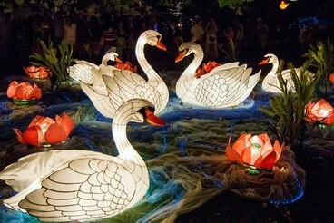 Image: Beautiful Swan Lanterns