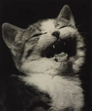 Image: Laughing kitten