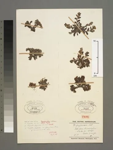 Image: Myosotis lyallii subsp. elderi (L.B.Moore) Meudt & Prebble