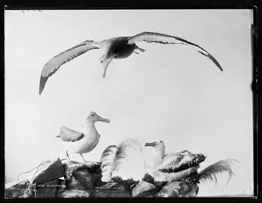 Image: Albatross