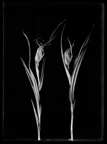 Image: Nature Studies - Supplejack, gannets etc : 1929