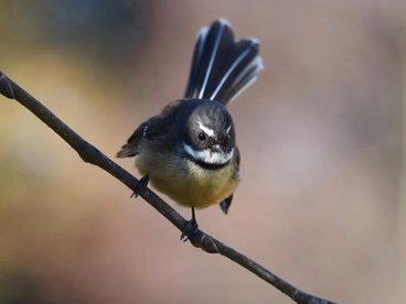 Image: South Island Fantail