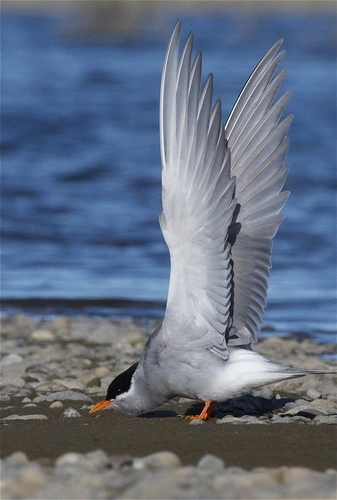 Image: Black-fronted Tern