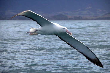 Image: Southern Royal Albatross