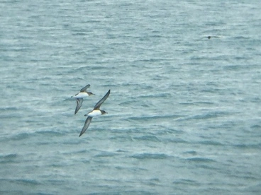 Image: Hutton's Shearwater