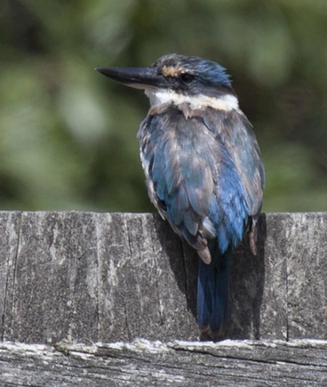 Image: New Zealand Kingfisher
