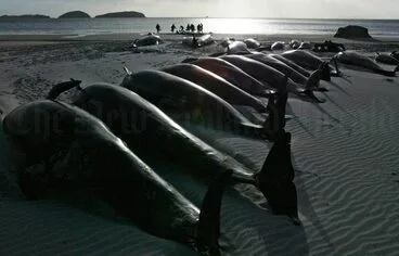 Image: Stranded pilot whales