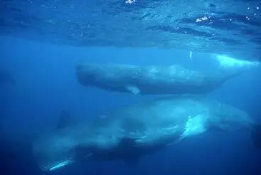 Image: Sperm whales