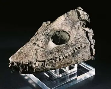 Image: Elasmosaur skull