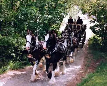 Image: Pirongia Clydesdales