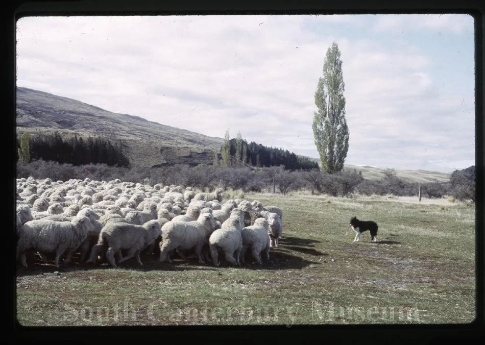 which dog is used for rounding up sheep