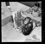 Chimpanzee painting a picture at Wellington Zoo, while an unidentified man assists