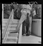 Kamala, the elephant, about to leave the elephant house with another load of children on her back, Wellington Zoo