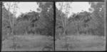 Area of fenced-off native bush, Brunswick, New Plymouth