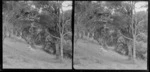 Woman, reclining on a grassy slope, Brunswick, Wanganui Region