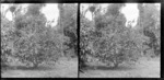Lemon and loquat tree in the garden of Motohou, Brunswick, near Wanganui