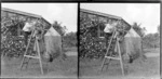 Owen Williams and Edith Kenworth on a wooden ladder in the garden of Motohou, Brunswick, near Wanganui