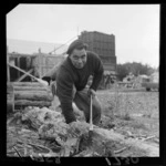 An unidentified Maori man chopping wood using an axe and searching for huhu grubs