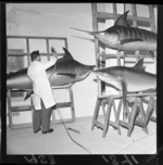Mounted casts of black marlin, striped marlin and a whaler shark, in the basement of the Dominion Museum, Wellington