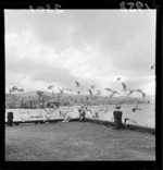 Seagulls at Taranaki Street wharf, Wellington