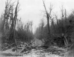 Tikitapu Bush destroyed by the 1886 Tarawera eruption - Photograph taken by Frank Arnold Coxhead