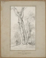 Swainson, William, 1789-1855 :Rata, no. 2. Rata throwing out a supporting hand, Alsdorf's farm, [Hutt Valley ca 1845]