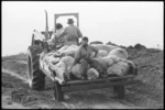 Tractor with trailor carrying dead sheep, Mana Island