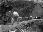 Bullock team hauling a kauri log in the Kohukohu area