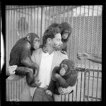 Mr Tomarchin with chimpanzees at Wellington Zoo